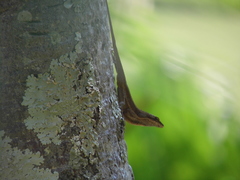 Anolis nebulosus