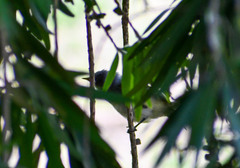 Camptostoma obsoletum