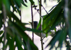 Camptostoma obsoletum