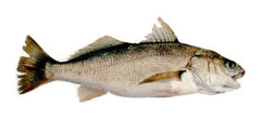White Croaker photo 5