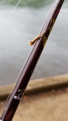 Triaenodes marginatus