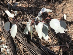 Eucalyptus cyanophylla
