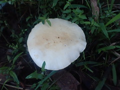 Leucopaxillus cerealis