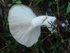 Leucopaxillus cerealis
