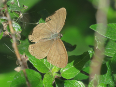 Paryphthimoides poltys