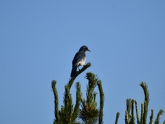 Aphelocoma wollweberi