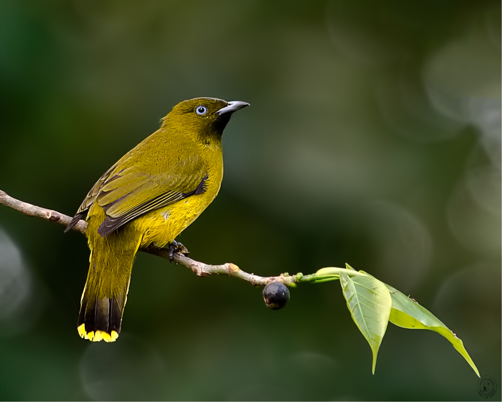 Andaman Bulbul photo