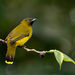 Andaman Bulbul - Photo (c) Antony Grossy, some rights reserved (CC BY-SA)