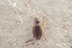Olisthopus