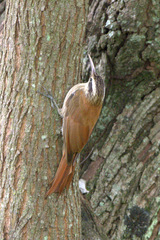 Lepidocolaptes angustirostris