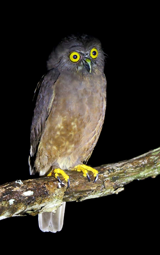 Hume's Boobook photo