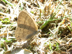 Paryphthimoides poltys