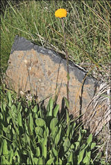 Craspedia aurantia jamesii