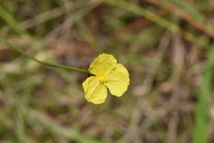 Xyris baldwiniana