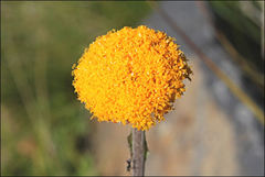 Craspedia aurantia jamesii