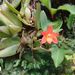 Cattleya cernua - Photo (c) Lluvia Zen,  זכויות יוצרים חלקיות (CC BY-NC), הועלה על ידי Lluvia Zen
