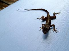 Anolis cristatellus cristatellus