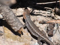 Sceloporus parvus