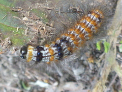 Dysschema leucophaea