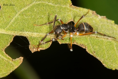 Camponotus renggeri