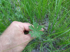 Potentilla intermedia