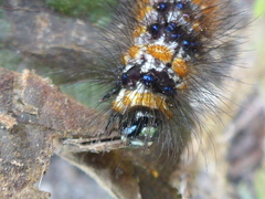 Dysschema leucophaea