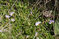 Scaevola hookeri