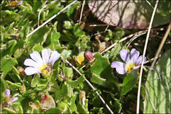 Scaevola hookeri