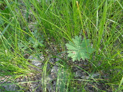 Potentilla intermedia