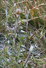 Argyrotegium fordianum