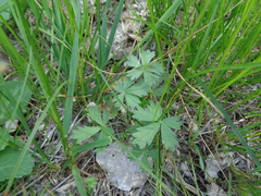 Potentilla intermedia