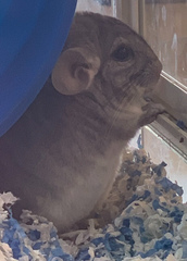 Chinchilla chinchilla