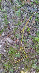 Callitriche terrestris