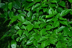 Ilex kusanoi