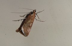 Achyra affinitalis