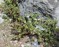 Arctostaphylos nevadensis
