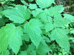 Actaea elata