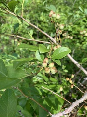 Vaccinium fuscatum image