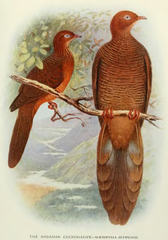 Andaman Cuckoo-Dove photo 2