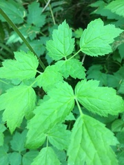 Actaea elata