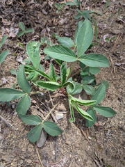 Fragaria virginiana glauca