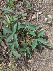 Fragaria virginiana glauca