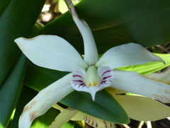 Prosthechea