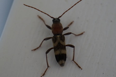 Chlorophorus aegyptiacus