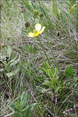 Ranunculus victoriensis