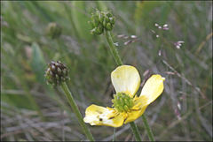 Ranunculus victoriensis