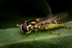 Allograpta hortensis