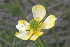 Ranunculus victoriensis