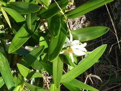 Prosthechea