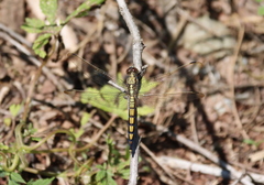Orthetrum lineostigma